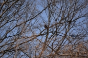 Ny fugl i treet et stykke unna