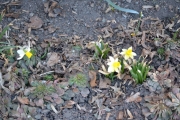 Blomster titter fram i blomsterbedet