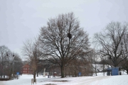 Motiv bilde - dette treet tar vi bilde av på hver tur før ankomst Botanisk hage