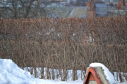 Kun en hekk bak de gamle husene ved Hovedgården. Vi kan jo følge den og se hvor grønn den blir