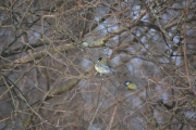 Ny fugl i treet der borte