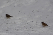 To fine Spurver som koser seg i snøen