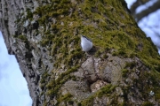Der dukker Spettmeisen opp igjen på et annet sted på treet