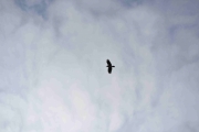 Ok, Haukene skal kanskje fly høyere oppe