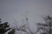 Ny liten fugl i treet foran oss