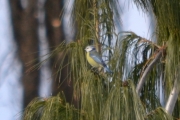 Ikke det at jeg ikke liker de andre plantene på Botanisk hage, de er spennende