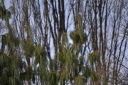 Ny fugl og her liker jeg også utseende på planten