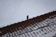 Det sitter en stor fugl på vaieren oppe på taket der