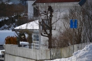 Hjemme igjen, fasiten er at Spurver, Pilfink, Kjøttmeis og Kråker var i flertall. Blåmeis, Måker, Skjærer og Tyrkerduer så vi også. Til slutt var det artig og se Spettmeisen og Grønnfinken.