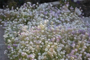 Vi må ha noen blomsterbilder også når vi er i Botanisk hage