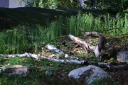 Ny fugl ved Vikingparken