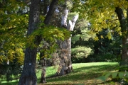 Motivbilde av fugletreet i botanisk hage