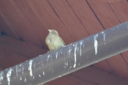 Er nok en Gråspurv dette her