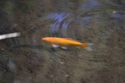 Jeg så kun en og det var denne Gullfisken