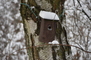 Ny fuglekasse observert