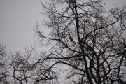 Flere fugler oppe i treet der