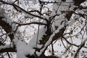 Men morsomt er det allikevel