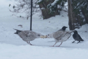 Knuts bilde. Han har også fanget opp slåsskampen