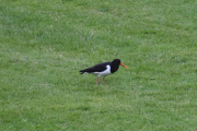 Slottsparken