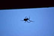 Mandag - men hva dukker opp her på verandaen da?