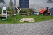 Tirsdag - nå er det dags og reise tilbake, ha det da ulvehund og takk for et koselig besøk