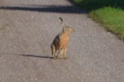 Torsdag morgen - nei, men har du sett. En Harepus