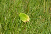 Torsdag morgen - det er bare et blad som faller på bakken