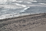 Søndag - nå er jeg på stranden og langs sjøkanten sitter det mange fugler