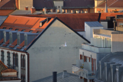 Nå er det mest Måker her oppe på taket