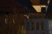 Men en dag før jeg blir pensjonist så skjer det