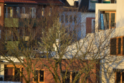 Men hva ser vi her? Jo, det er ikke et eneste blad igjen på treet