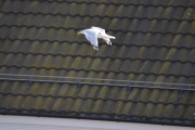 Og ta et bilde av en Måke som flyr lavere en du står og med et tak som bakgrunn