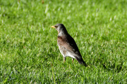 Det er faktisk mange troster i Dronningparken