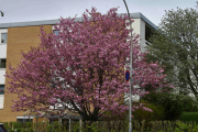Vi har så god tid at vi rekker å ta bilde av et fint tre som blomstrer ved Simensbråten