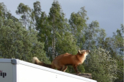 Men helt til slutt, jeg tullet ikke når jeg skrev at vi fant Reven. Det var på fredag vi fant den, og her ser du den :-)