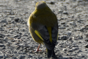 Den ser betenkt ut, og det er jeg også. Når kan jeg ta bilder igjen?