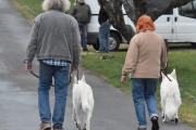 Hvite schæfere ser du ikke så ofte, men her på Ekeberg ser du alt mulig. Jeg tror de også blir kalt hvit gjeterhund, hvis jeg ikke tar feil