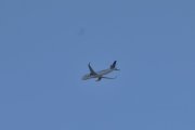 Så kommer det et fly igjen, det er TAP Air Portugal som er malt i Star Alliance sine farger. Dere tenker sikkert fotball nå, tenker jeg...