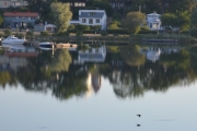 Ferden går videre og jeg lar meg ikke distrahere av fuglen som kommer fra høyre, jeg håper å se Nisen igjen