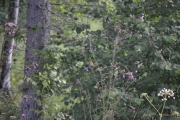 Ser noen nye små fugler på plantene der borte