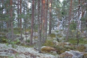 Tar snarveien rett opp til stien, ble litt kronglete dette her