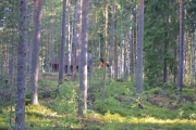 Det dukker opp en liten hytte inne blant trærne