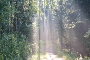 Nå kommer solen, er jeg dypt inne i skogen. Men hvordan skal jeg få se fuglene nå?