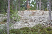Tar et blikk inn i skogen, se den mosen