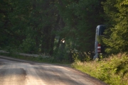 Jeg følger en grusvei langt inn i skogen, blir faktisk forbikjørt av noen biler selv om det er tidlig