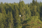 Nå tuller jeg, men er det en Måke? Tror svaret er ja