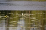 Og som den naturfotograf jeg er, tar jeg bilder av plantene på vannet