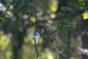 En liten fugl inniblant bladene