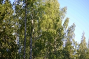Er det en eller to, syns lyden kommer fra flere steder