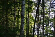 Da er vi i skogen igjen, men litt vanskelige lysforhold